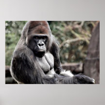 36 X 24 GORILLA PREMIUM GLOSS POSTER