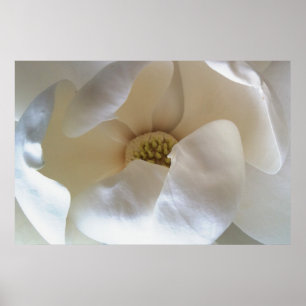36" x 24" magnolia poster, value matte poster