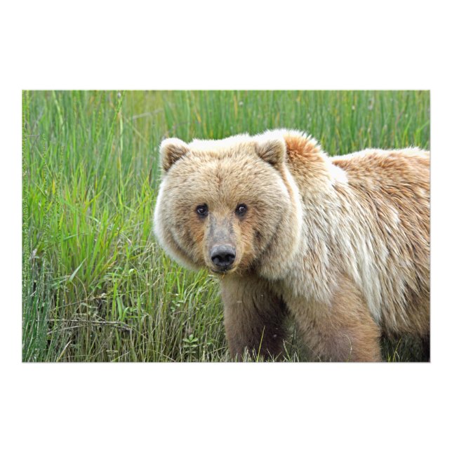 36x24 Foto satin do urso pardo (Frente)