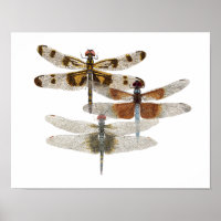 3 Dragonfly Art Poster