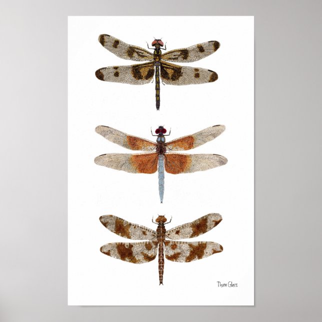 3 Dragonfly Species Art Poster (Frente)