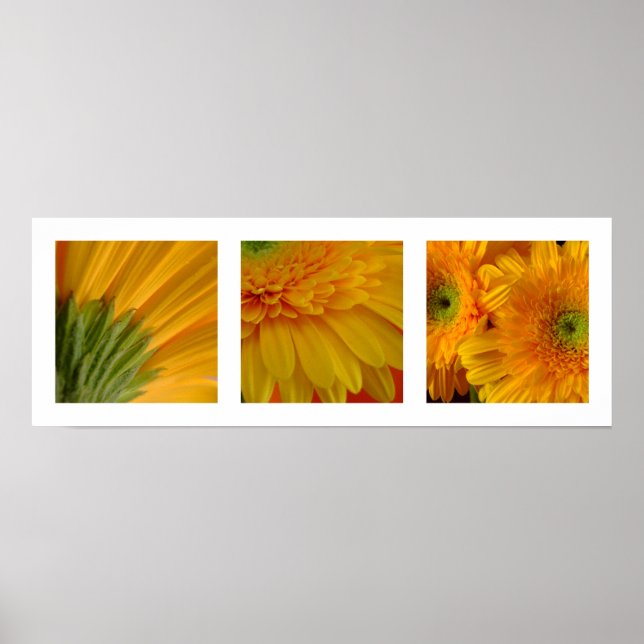3 Gerberas Poster (Frente)