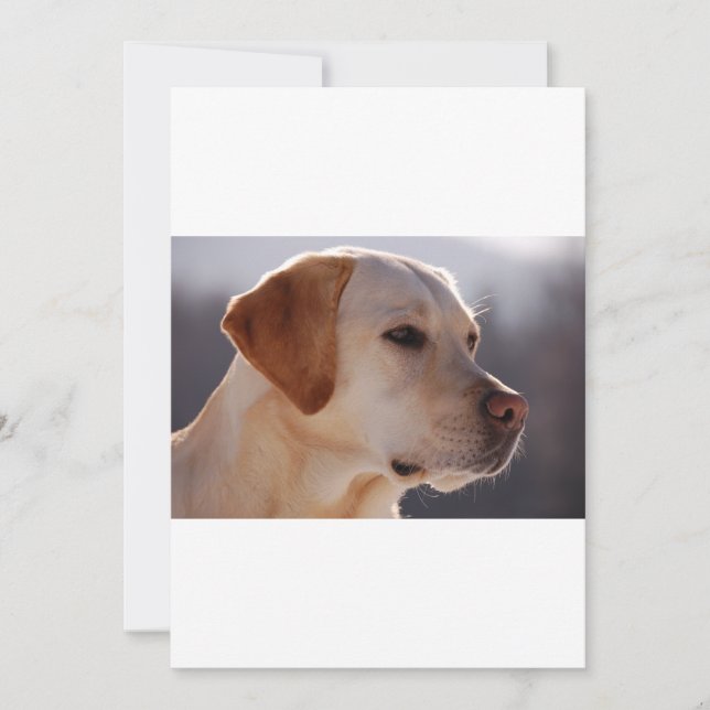 3 Labrador_Retriever (Frente)