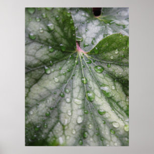 3) posters Mystical das folhas (