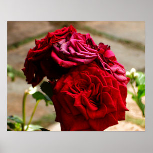 3 Rosas no Bloom Poster