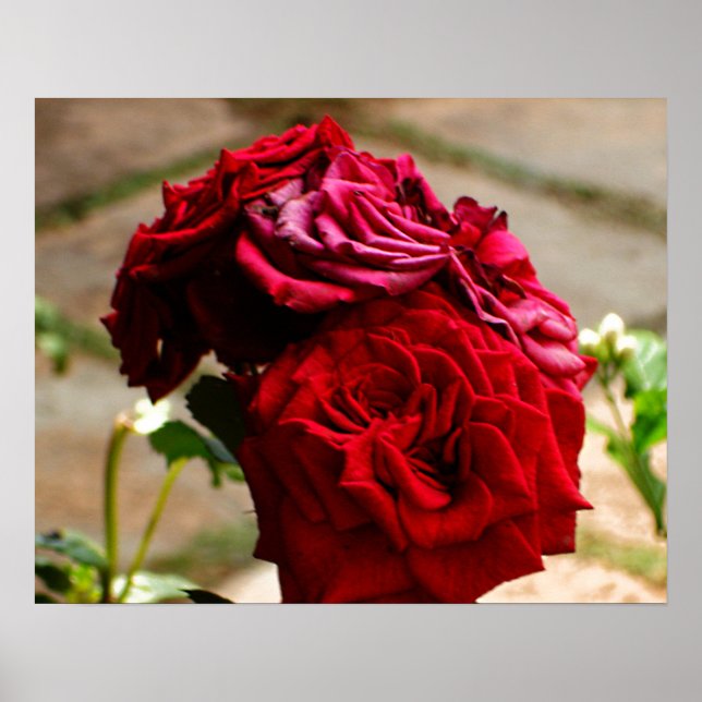 3 Rosas no Bloom Poster (Frente)