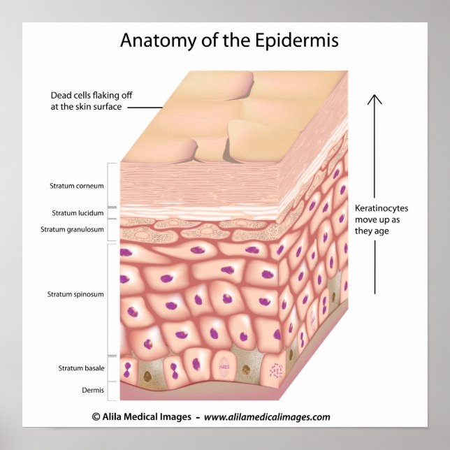 3d anatomy of the epidermis Poster (Frente)