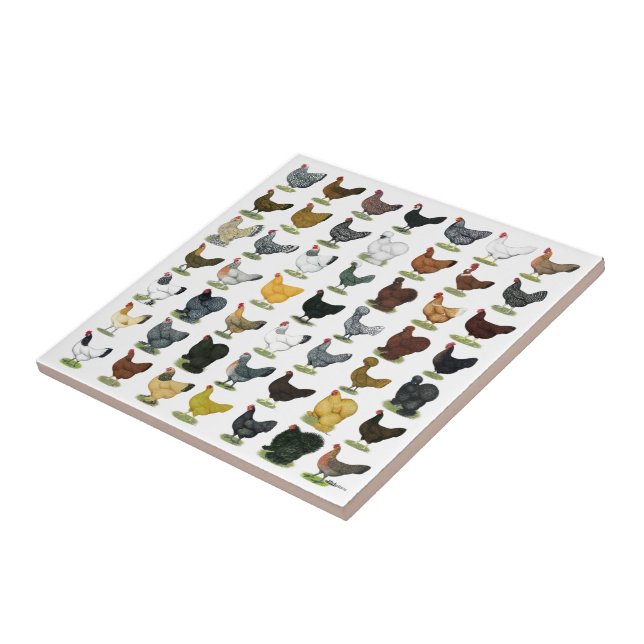 49 galinhas da galinha (Lateral)