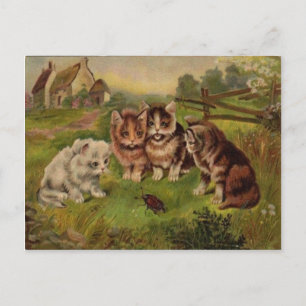 4 gatos jogando com o cartão postal da Beetle Vin