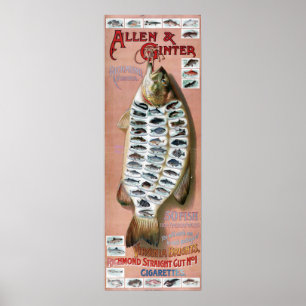 50 peixes do americano molham o poster vintage