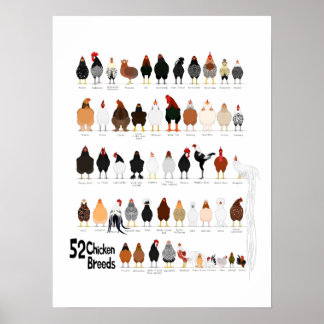 52 raças de poster