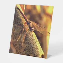 534424932Elegante Red Darter Dragonfly Insett Art