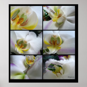 6 Orquídeas brancas Impressões de Poster de pala