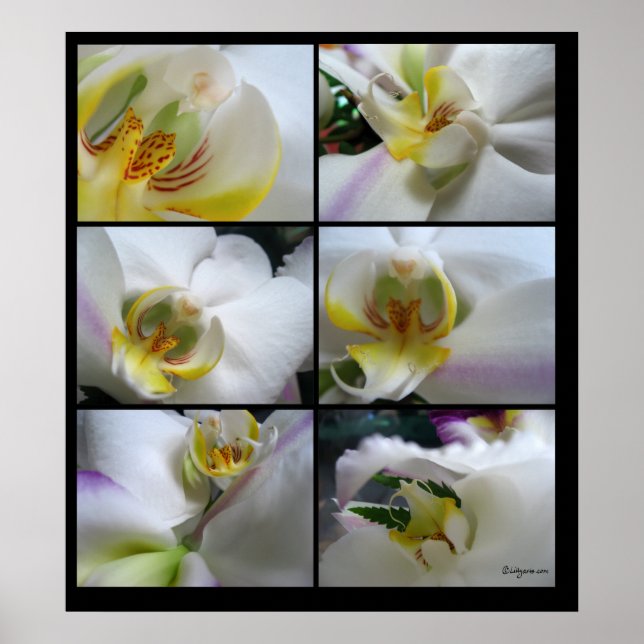 6 Orquídeas Brancas Impressões de Poster de Phalae (Frente)