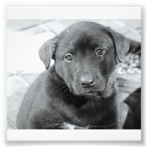 6" x 4", papel profissional da foto de Kodak