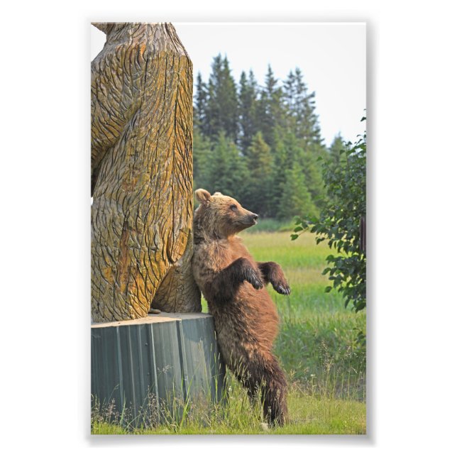6x4 foto do urso pardo (Frente)