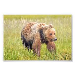 6x4 foto do urso pardo
