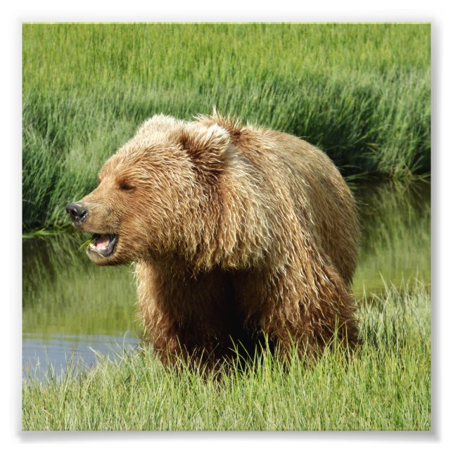 6x6 Foto satin do urso pardo (Frente)