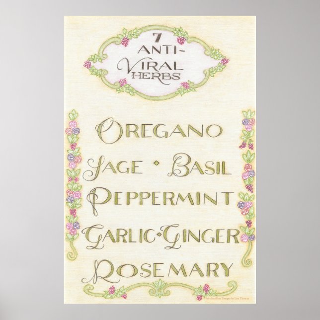 7 Poster de Ervas Anti-Virais (Frente)