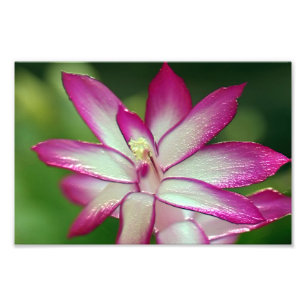 7" x 5", papel profissional da foto de Kodak