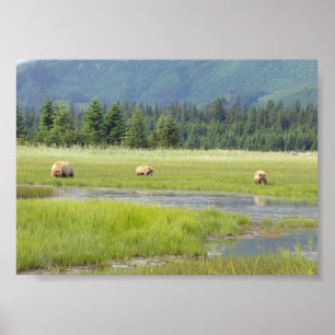 7x5 Poster (Matte) w/ grizzly bear & cubs