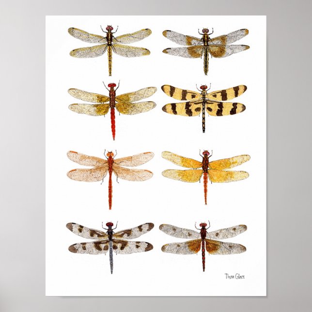 8 Dragonflies Poster (Frente)