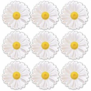 9 Adesivos Kiss-Cut de Flor de Margarida Shasta