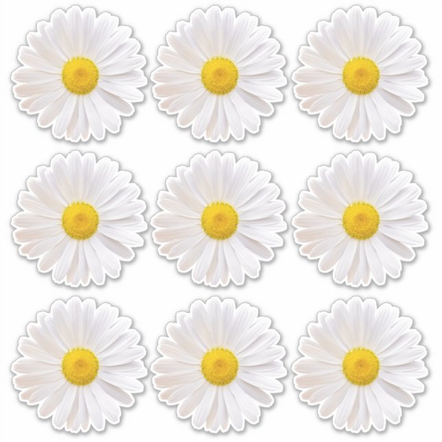 9 Adesivos Kiss-Cut de Flor de Margarida Shasta (Frente)