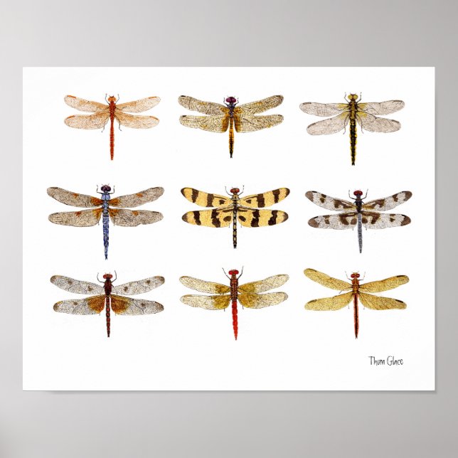 9 Dragonflies Poster (Frente)