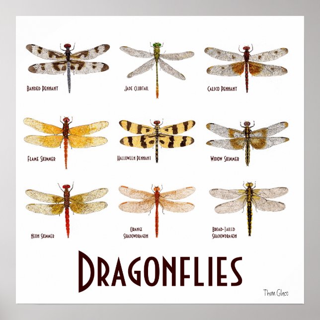 9 Dragonfly Espécie Poster (Frente)