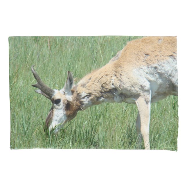 A11 Pronghorn Antelope Buck Grazing (Frente)