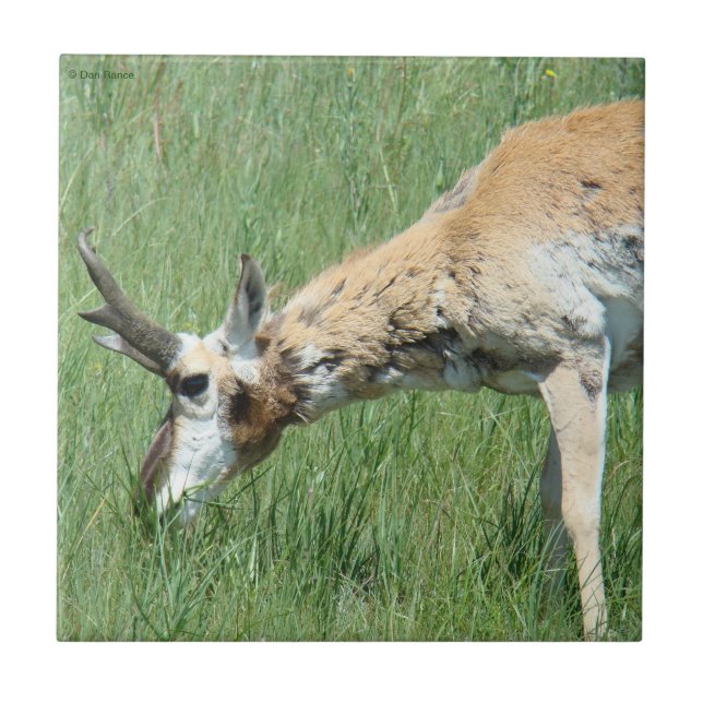 A11 Pronghorn Antelope Grazing (Frente)