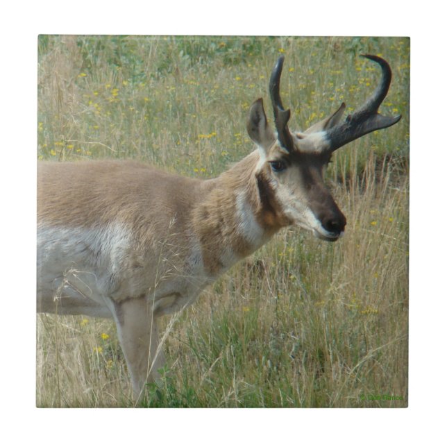 A12 antílope macho (Frente)