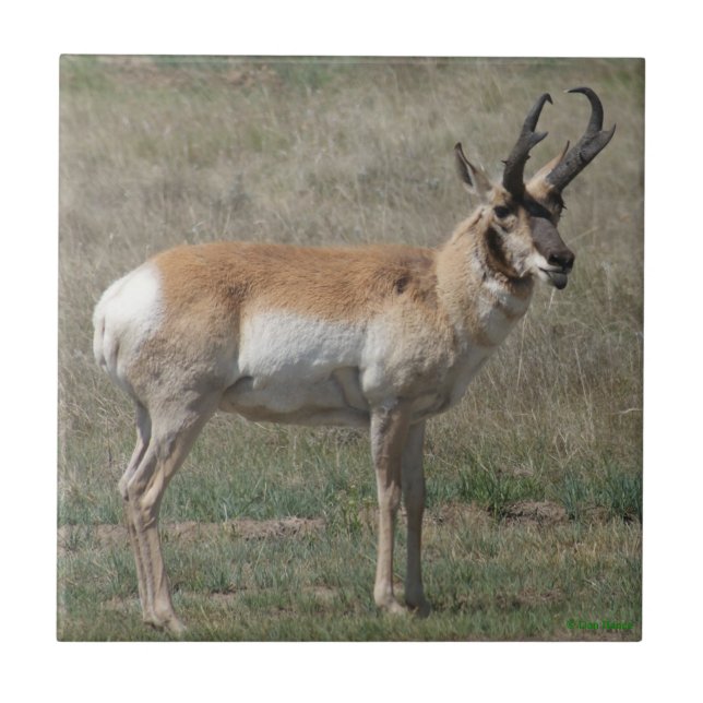 A15 Antilope Pronghorn Macho Rude (Frente)