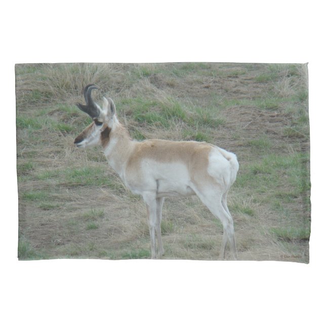 A26 Pronghorn Antelope Buck (Frente)