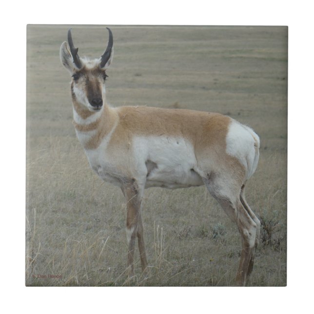 A28 Antilope Pronghorn Bicho Jovem (Frente)