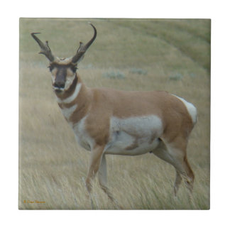 A33 Antilope Pronghorn Chifres Tortos