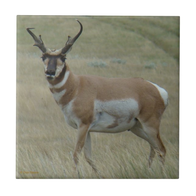 A33 Antilope Pronghorn Chifres Tortos (Frente)