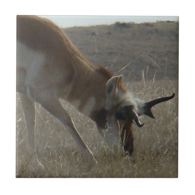A34 Anílope Pronghorn (Frente)