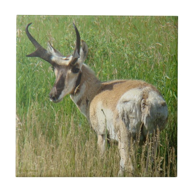 A35 Pronghorn Antelope Buck (Frente)