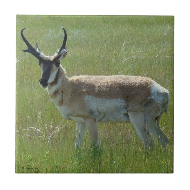 A36 Pronghorn Antelope Buck (Frente)