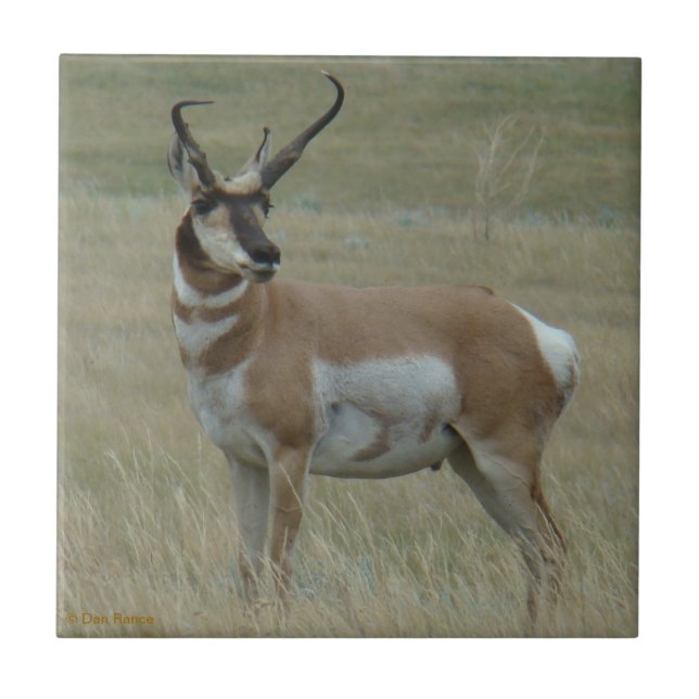 A37 Antilope Pronghorn Chifres Tortos (Frente)