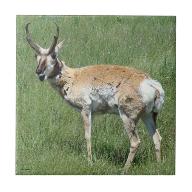 A3 Pronghorn Antelope Mastigação (Frente)