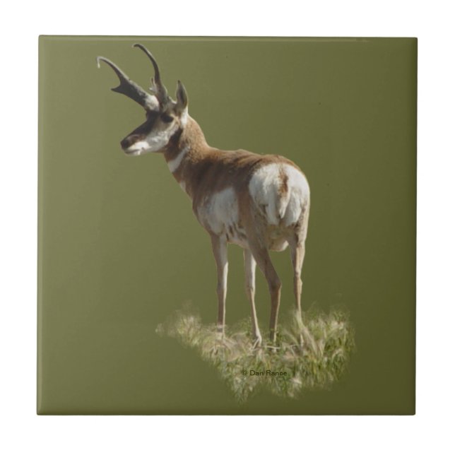 A43 Pronghorn Antelope Buck (Frente)