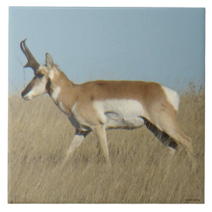 A45a Antílope Americano Macho