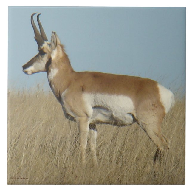 A46 Pronghorn Antelope (Frente)