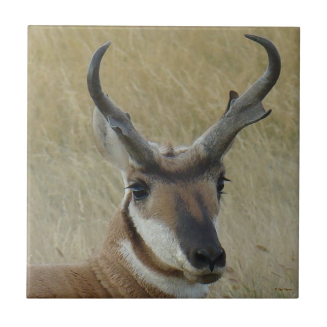A5 Pronghorn Antelope Big Buck Head Shot (Frente)