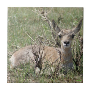 A7 Bebê Antilope Berrendo
