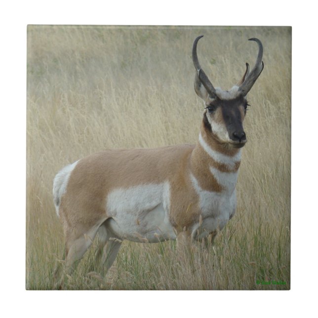 A8 Pronghorn Antelope Big Buck (Frente)