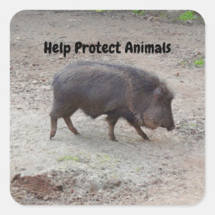 A ajuda protege etiquetas do Peccary #2 de Chacoan